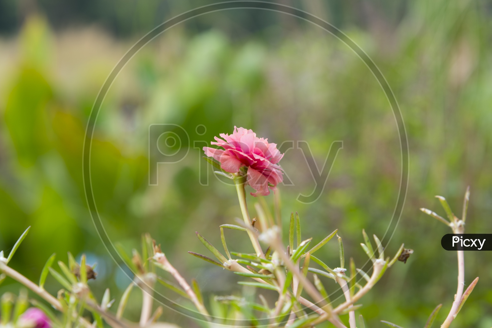 Little Rose Flower Plant In a Garden  Closeup