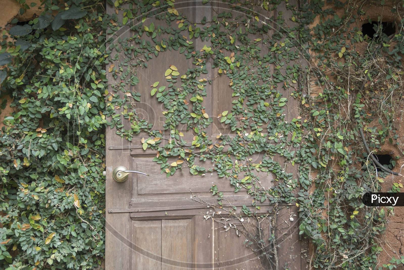 old wooden vintage wall Closeup With Creeping Plant