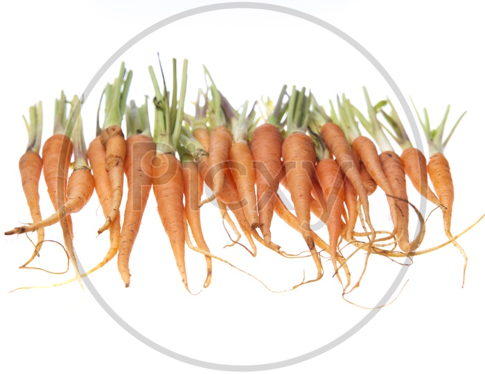 Bunch Of Red Carrots On Isolated White  Background