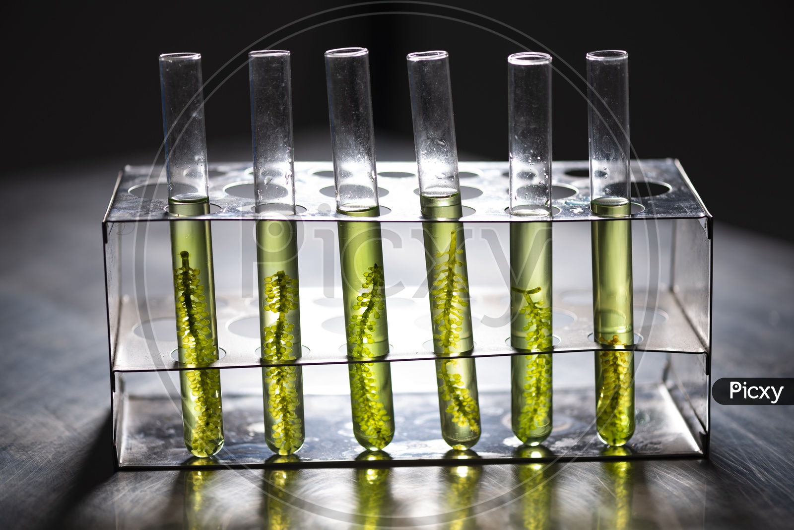 Algae research in industrial laboratories