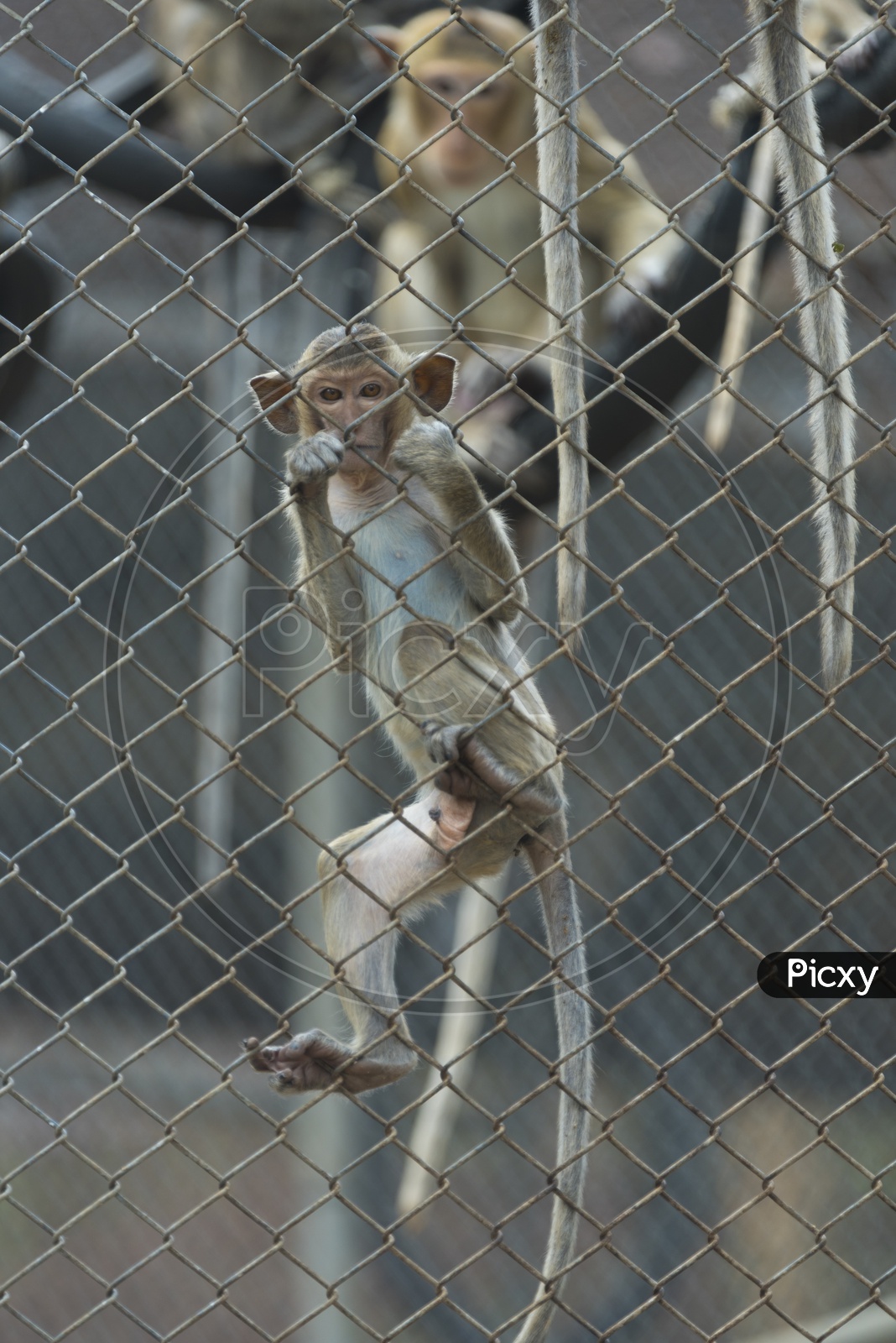 Young Monkey in a Zoo Cage