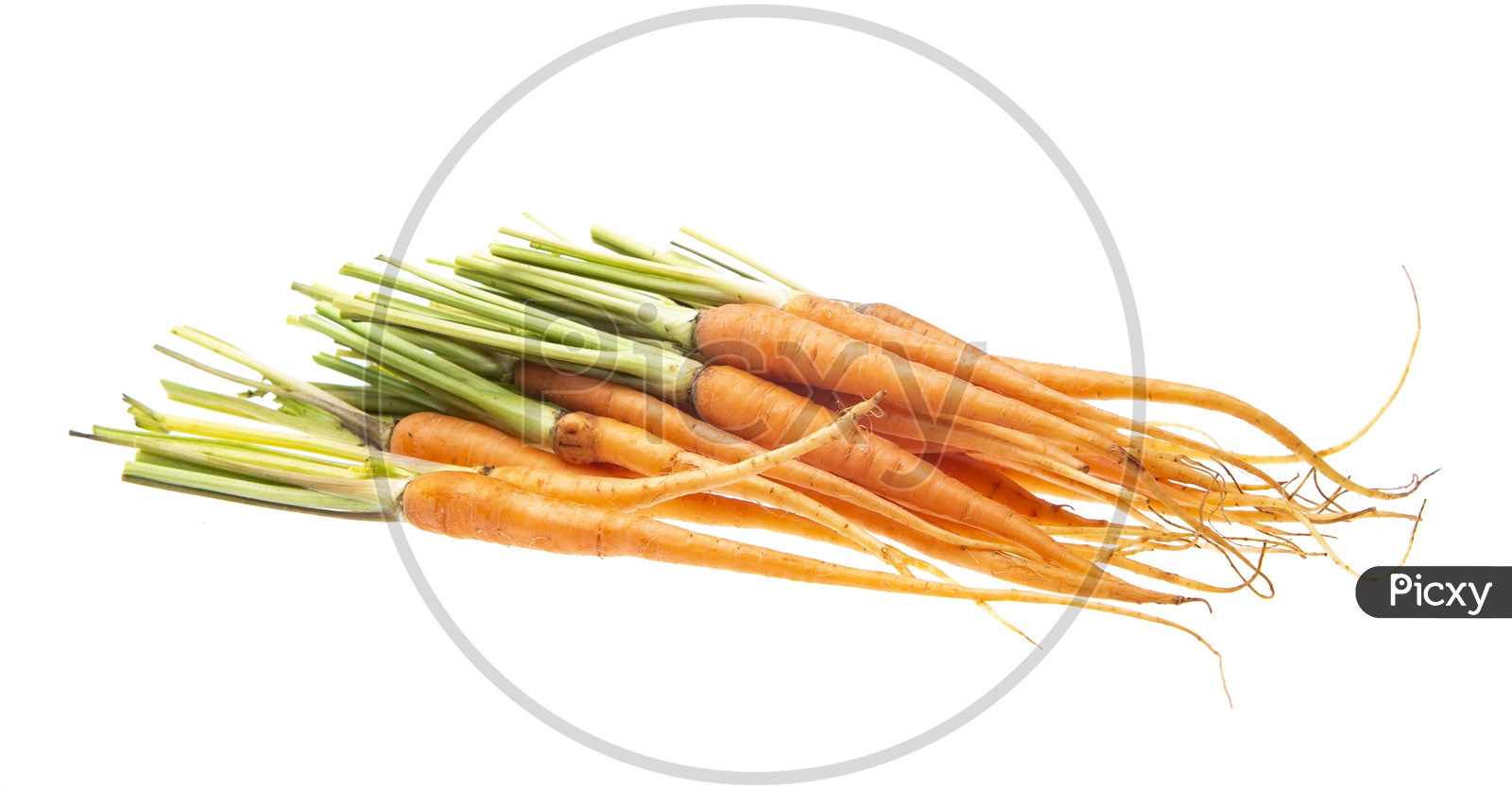 Fresh Carrots Bunch On an Isolated White Background