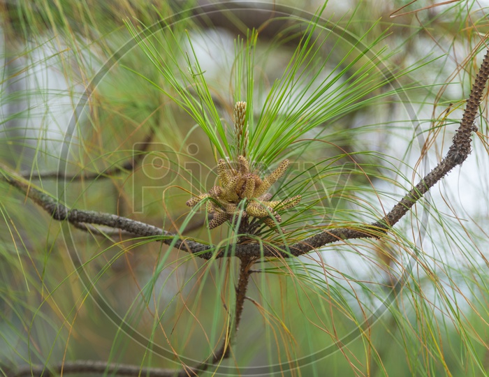 Khasiya pine flower Bud  On tree