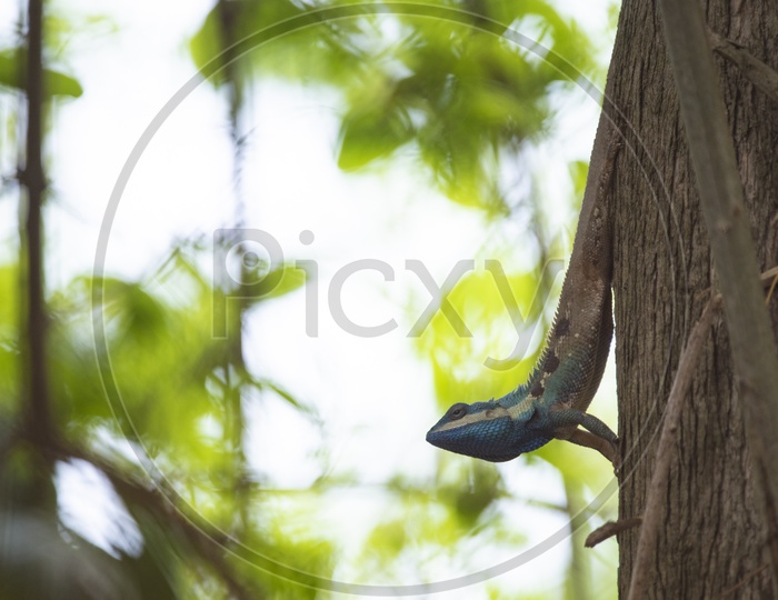 chameleon On Tree Bark  Closeup