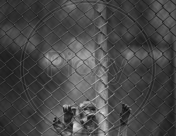Young Macaque In a Zoo Cage