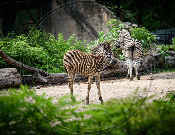 Zebras in a Zoo