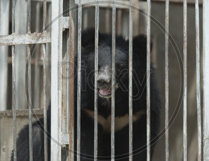 Black Bear looking Through Cage Grill
