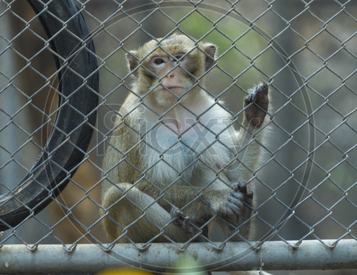 Monkey With innocent Look in a Zoo