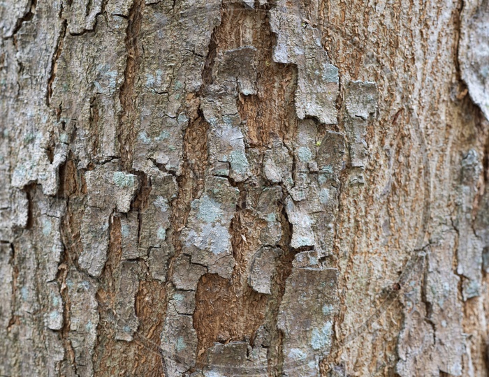 texture background of tree bark Forming a Template