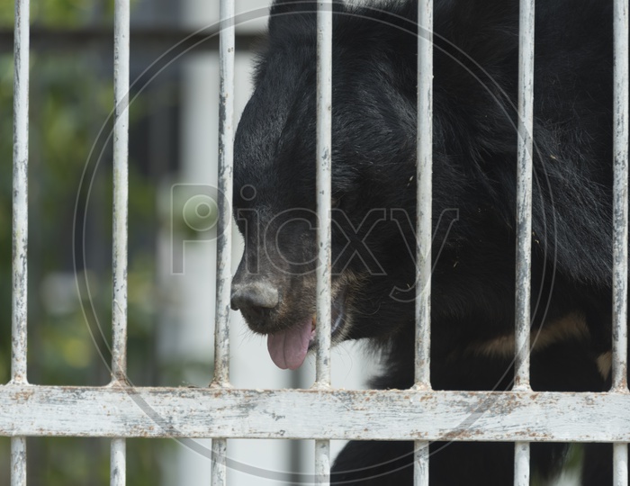 black bear in cage at Zoo