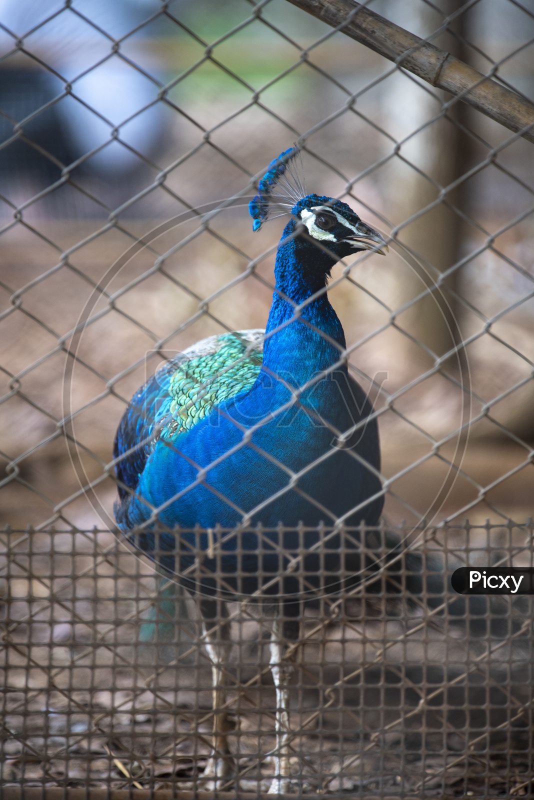 Peacock in a cage At Zoo