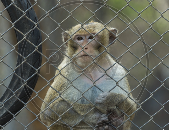 Young Monkey In a Zoo Cage