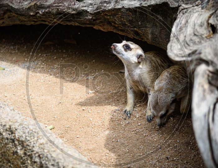 Meerkats in a cave