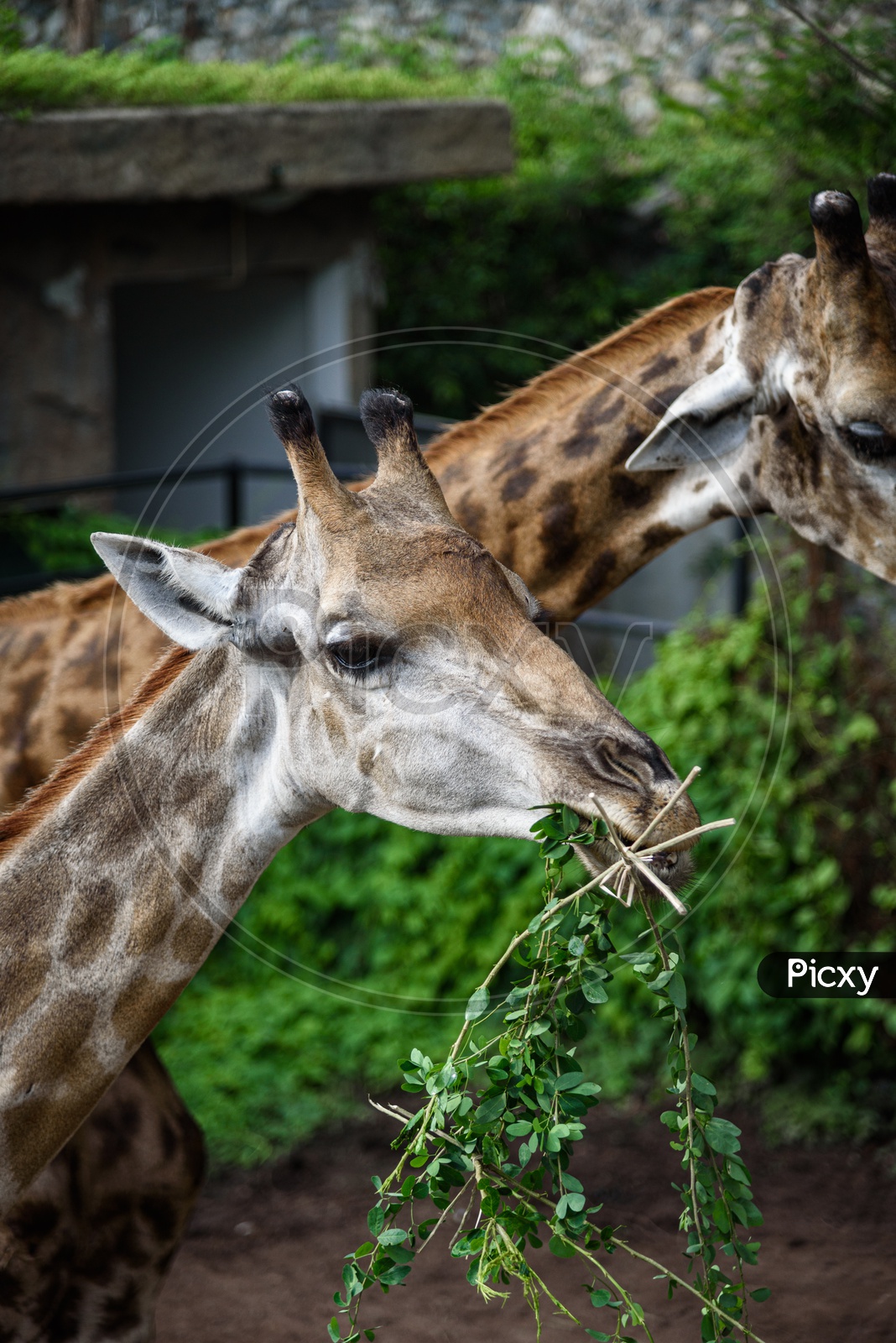 Giraffes eating food that humans feed