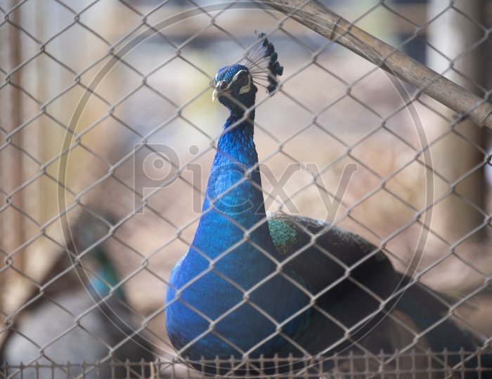 Peacock Bird Closeup