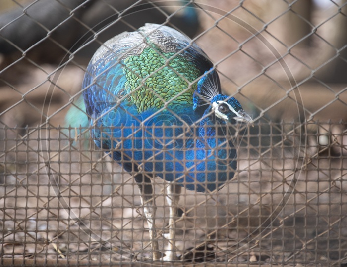 Peacock Bird Closeup In a Cage Ate Zoo