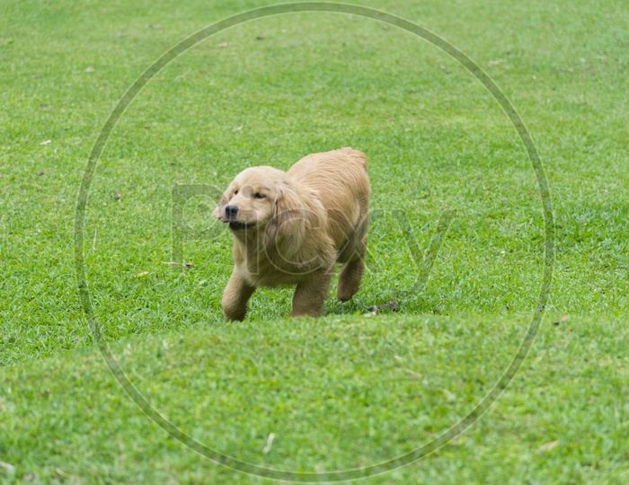 Golden retriever dog running on Green Grass