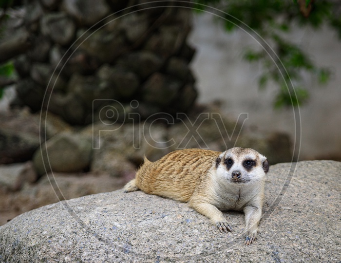 A meerkat lying on ground