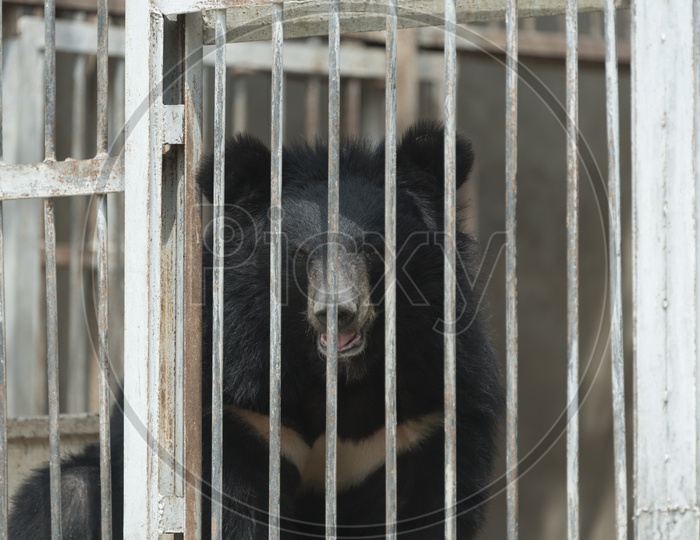 Asiatic Black Bear in cage Looking Through Cage Grills