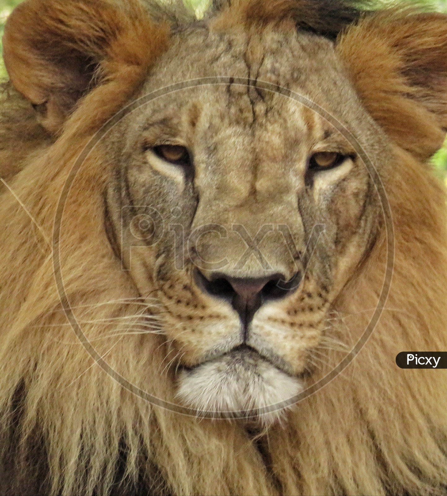 Lion Face Portrait