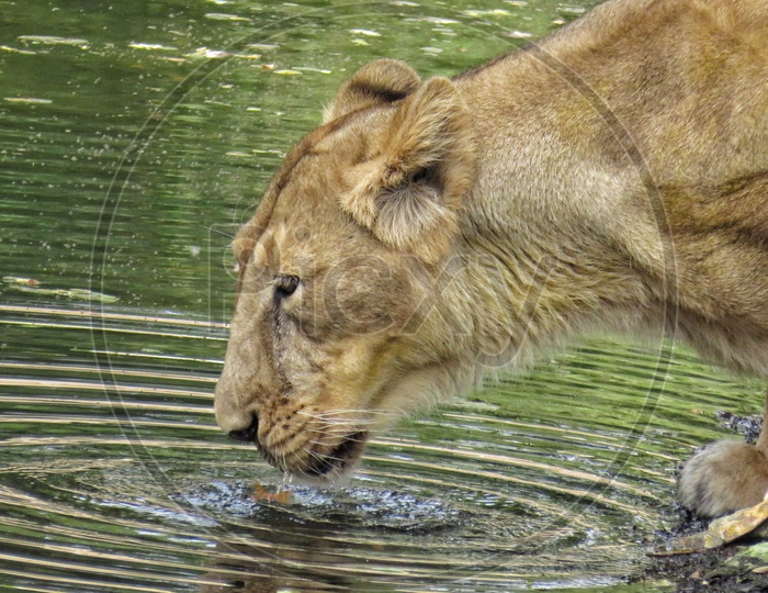 LION DRINKING WATER