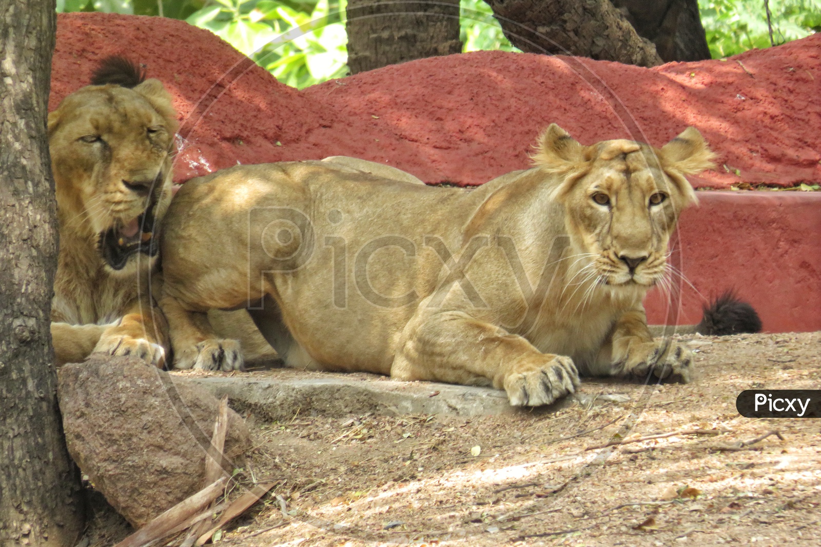 Female Lions Have fun together