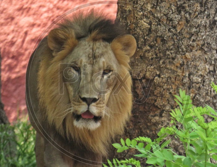 Annoyed Lion