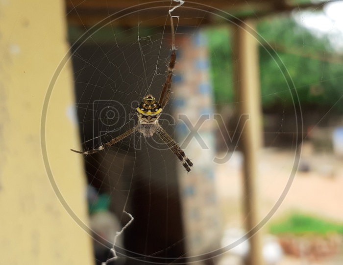 Spider on web ....