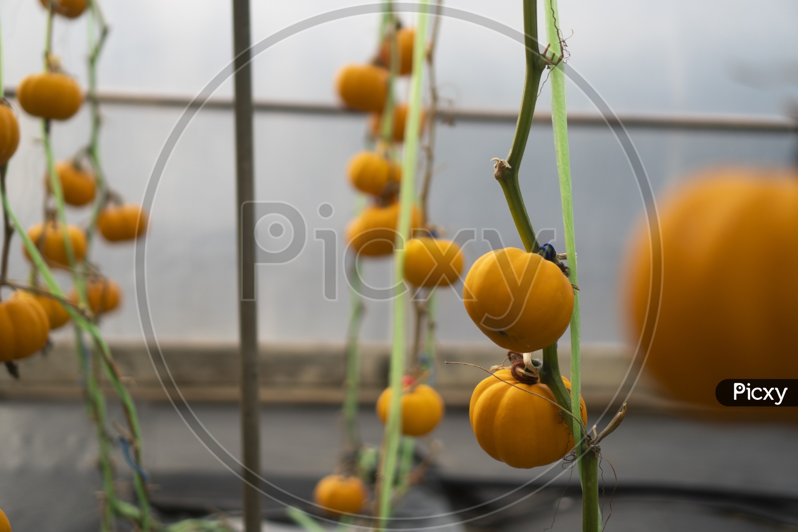 Pumpkins Cultivation in Green Houses