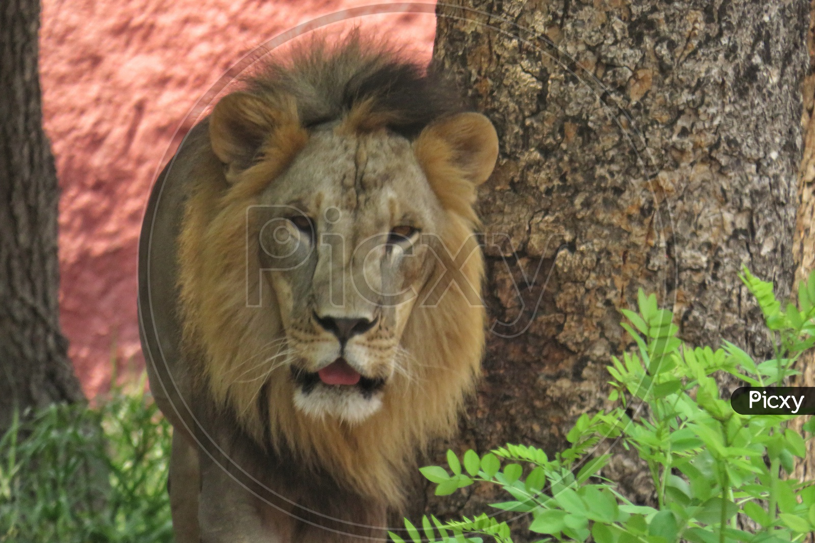 Annoyed Lion