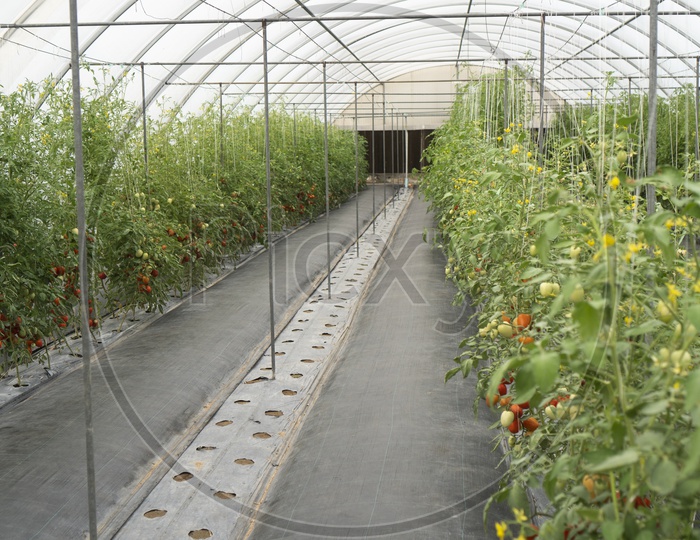 Green House Cultivation Of Tomatoes