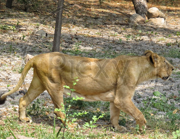 Female Lion Looking for food