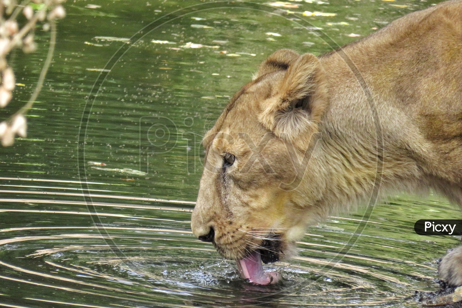 Lion Drinking water
