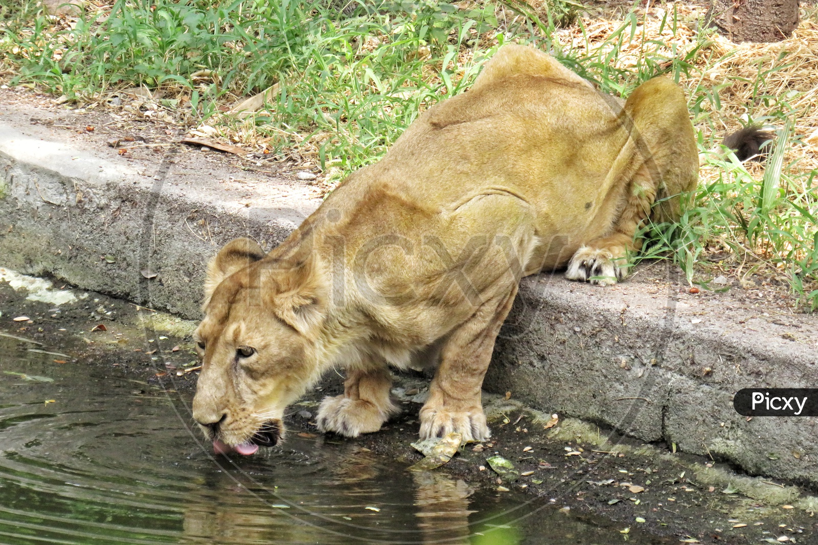 LION Drinking water