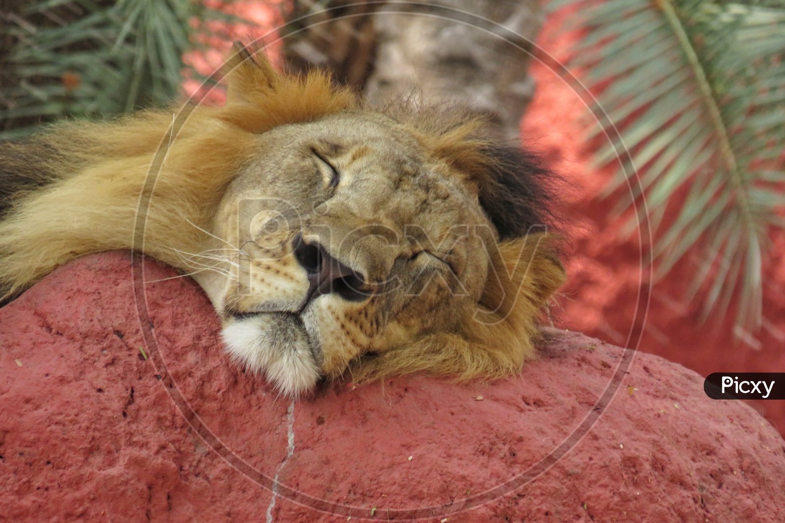 Sleepy Male Lion