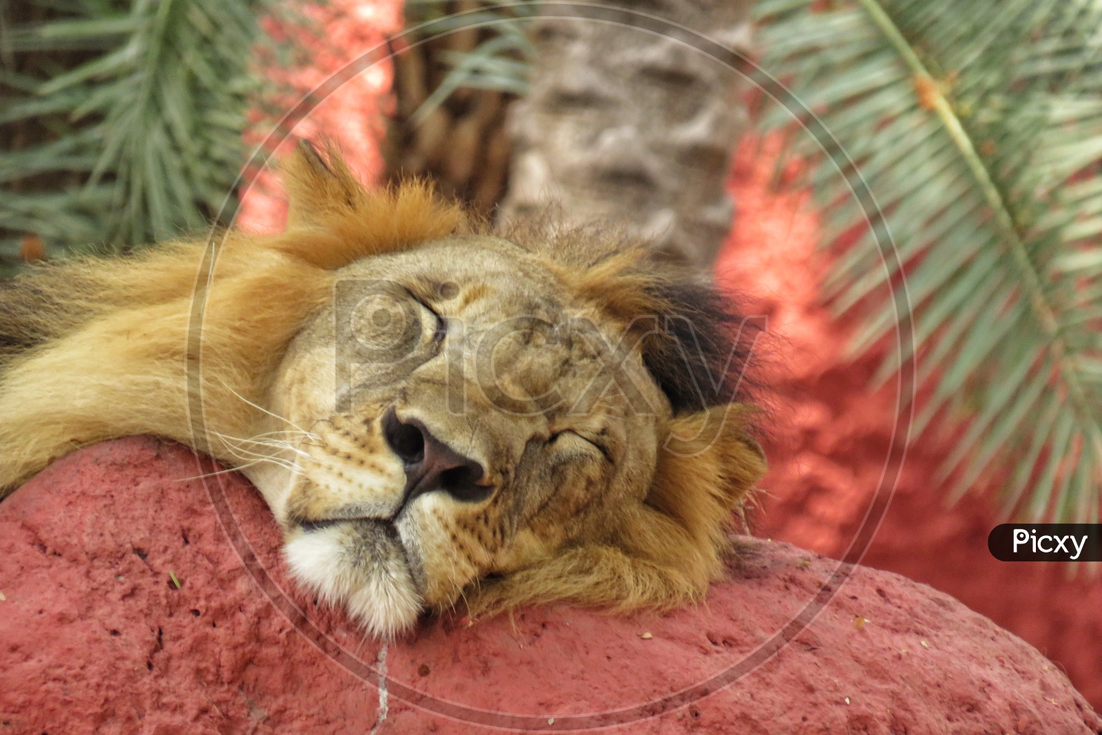 Sleepy Male Lion