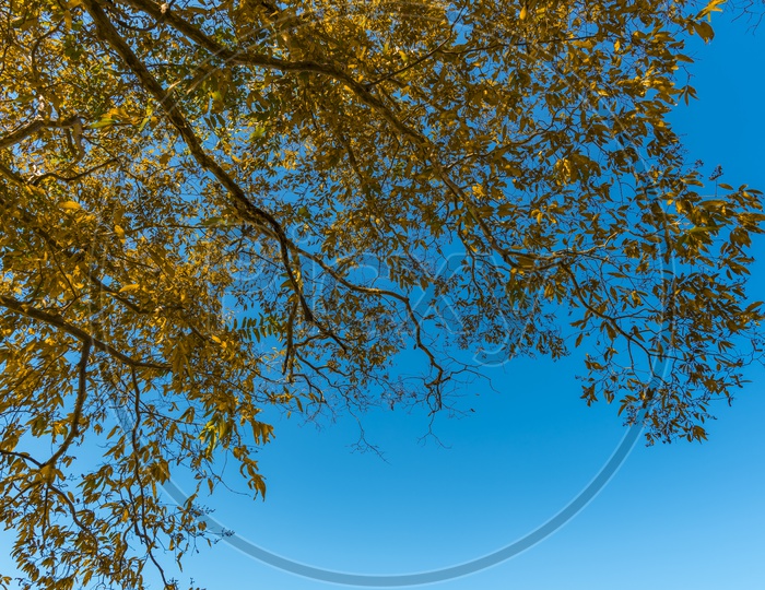 Tree Branches With Leafs  with blue sky