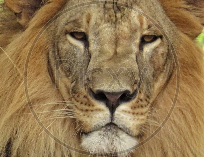 Lion Face Portrait