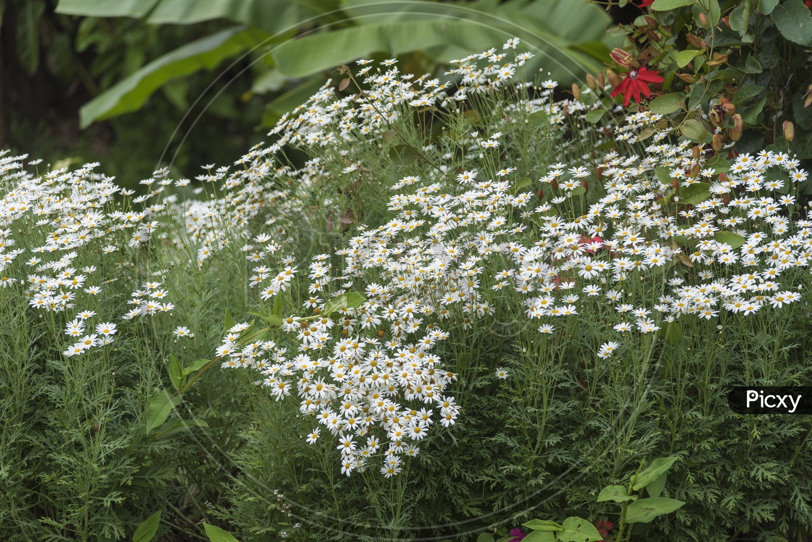 White Daisy Flowers In a Garden