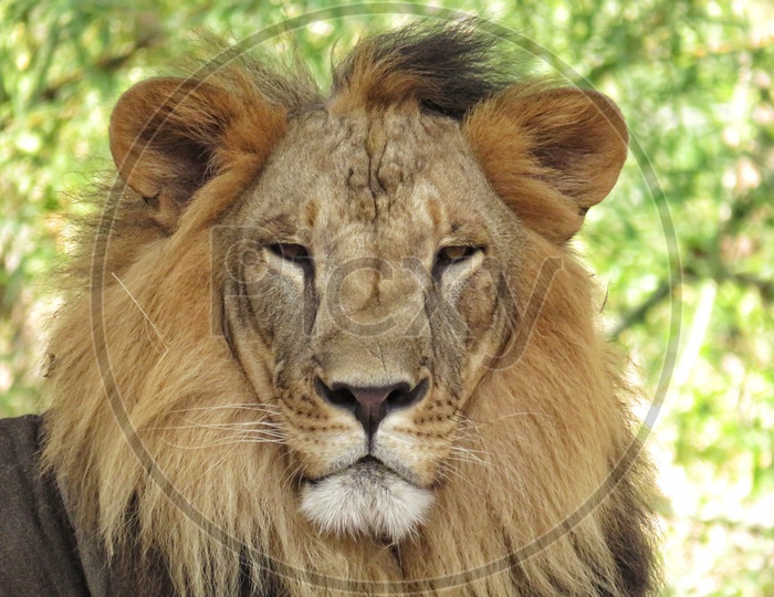 Male lion Portrait