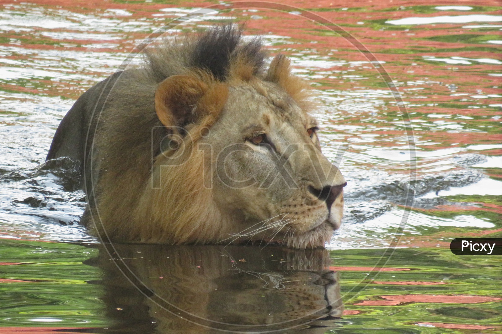 Male Lion Swimming