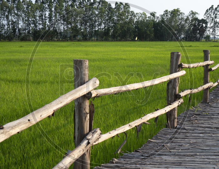 Bamboo bridge that stretches in the rice fields