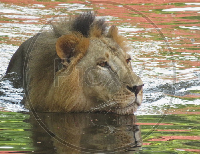 Male Lion Swimming