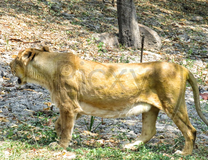 Female Lion Looking for food