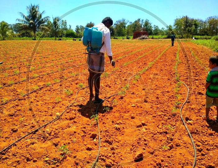 Agricultural Fields with drip irrigation