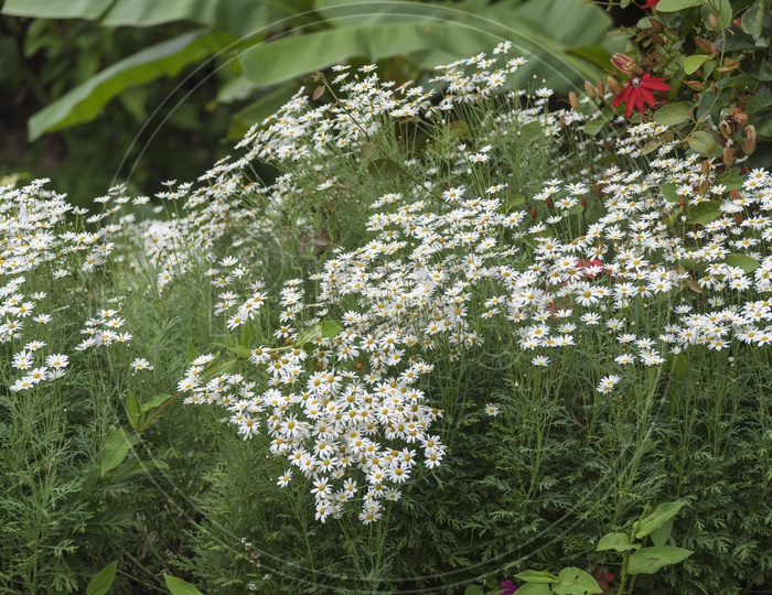 White Daisy Flowers In a Garden