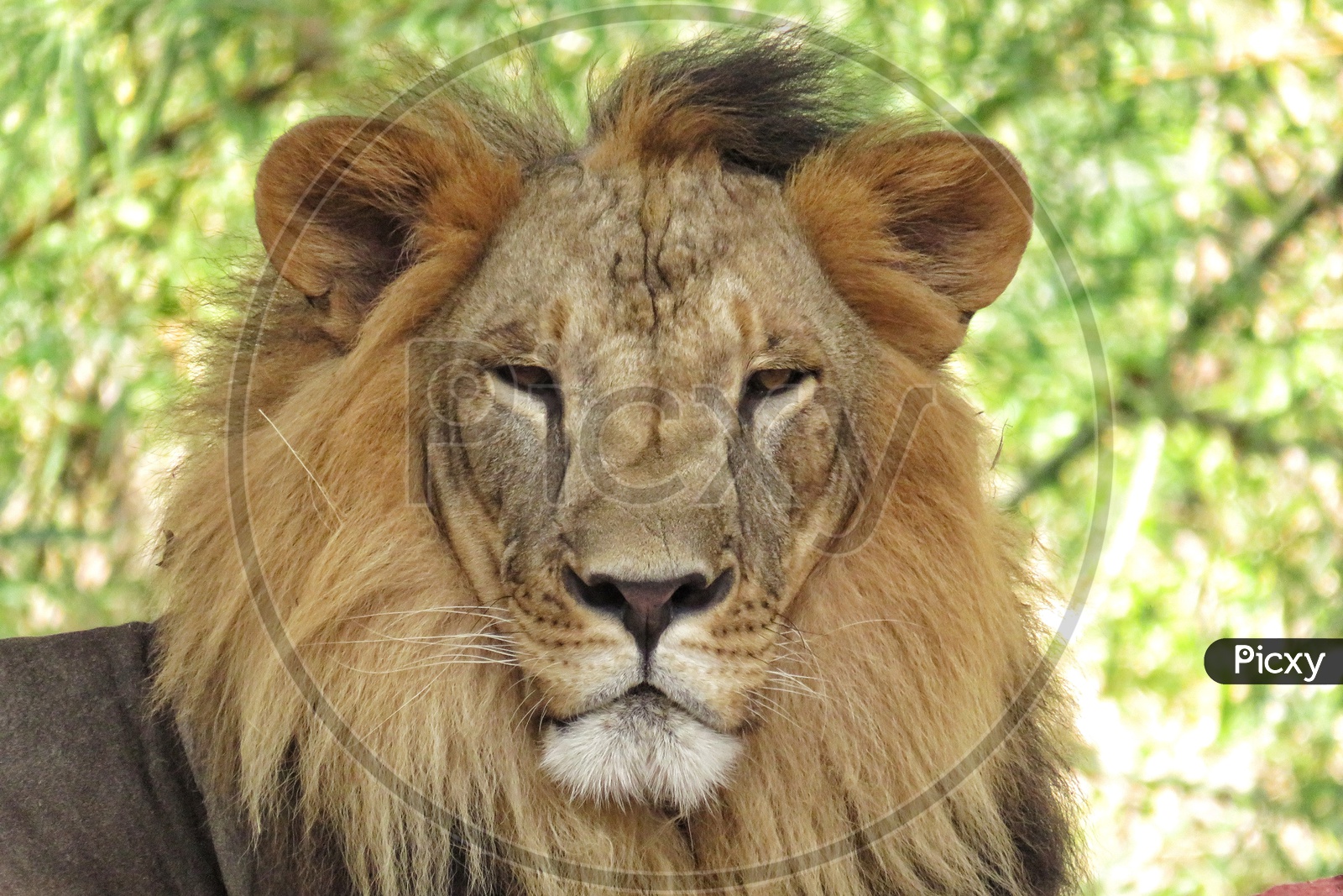 Male lion Portrait