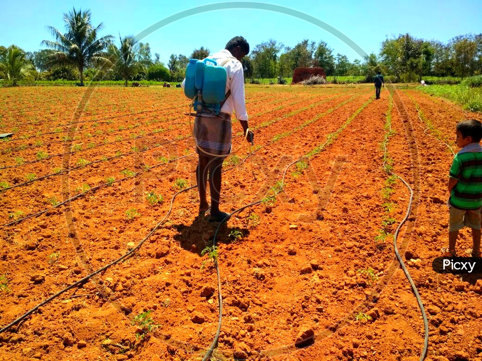 Agricultural Fields with drip irrigation
