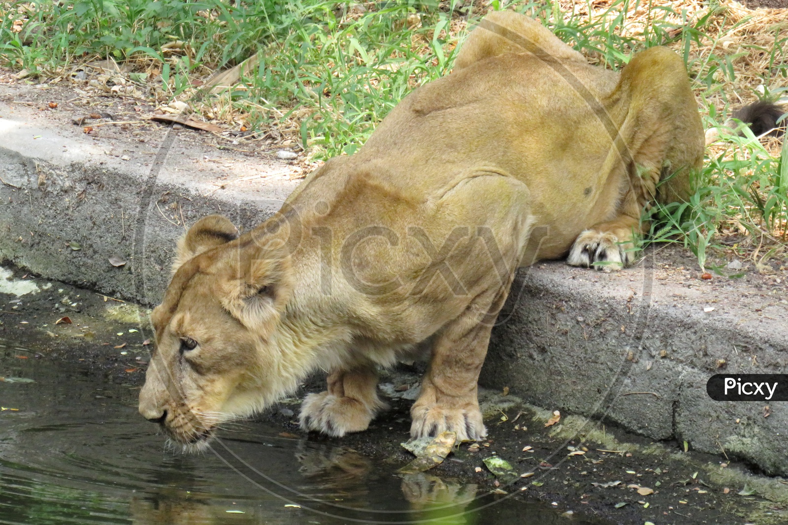 Lion Drinking water