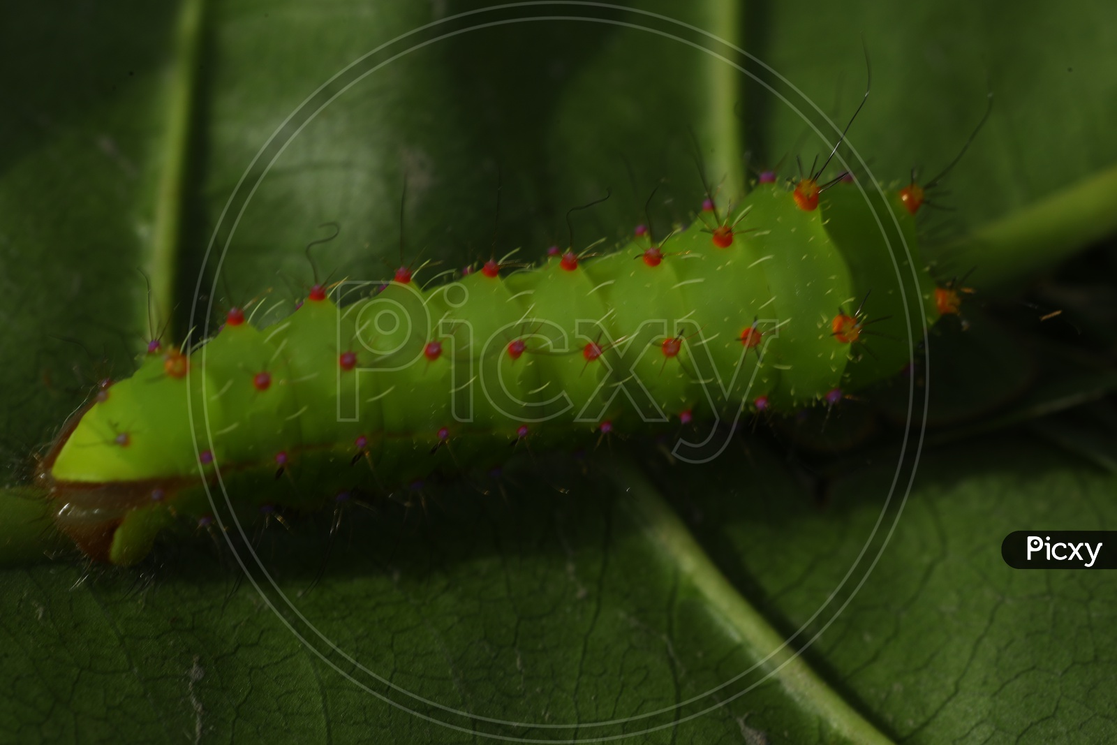 A Closeup of Green Caterpillar